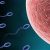 Sperma menuju ke arah ovum